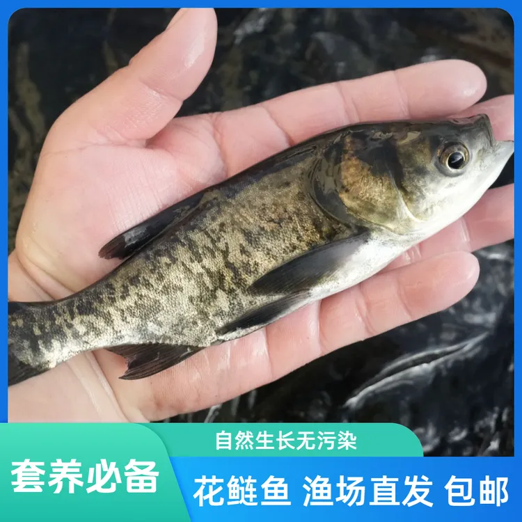 【活体】贵州花鲢鱼雄鱼鳙鱼（6-25厘米）观赏鱼淡水鱼冷水鱼