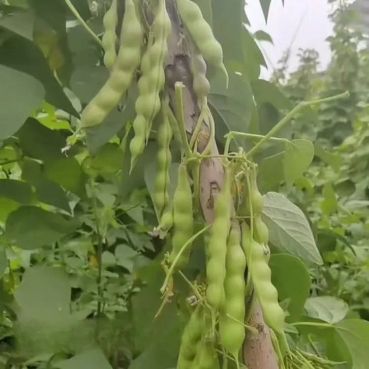 【L】【闯关东嘎啦豆种子】四季种植盆栽地栽阳台小院种植
