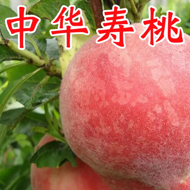 中华寿桃树苗嫁接特大脆甜盆栽地栽庭院南北方种植大苗当年结果苗
