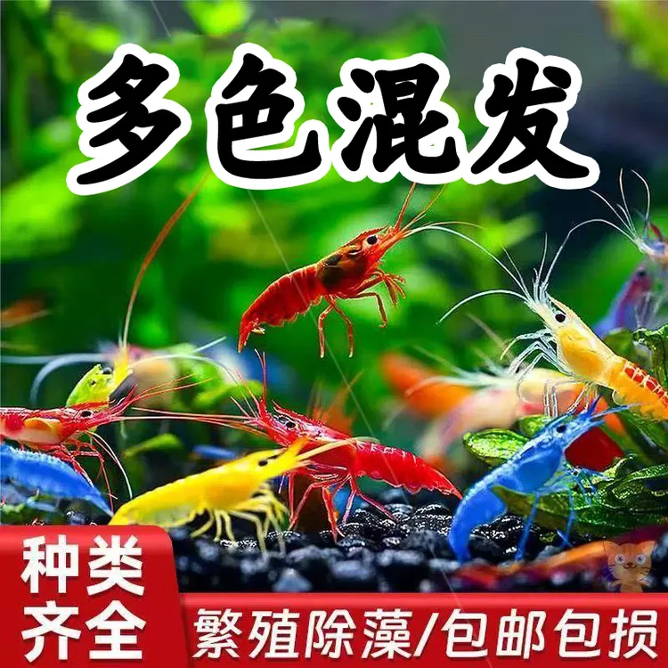 淡水除藻观赏活体宠物虾极火虾樱花虾米虾水晶虾虾观赏虾