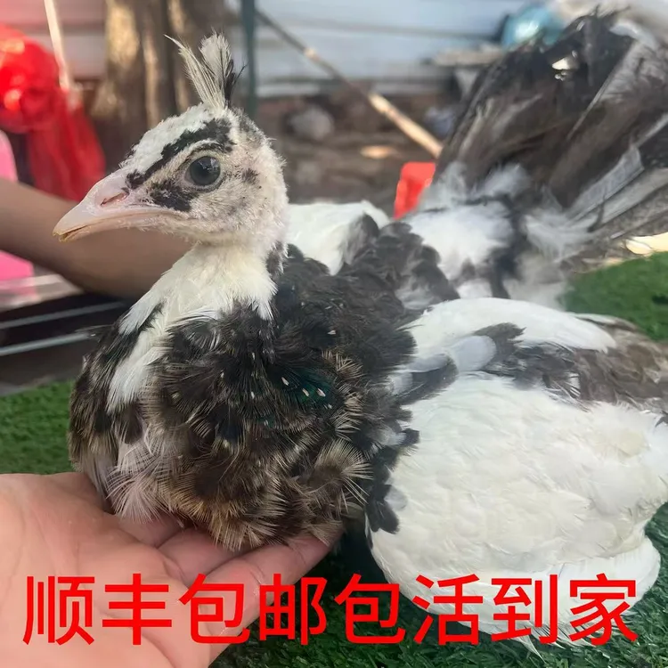 花孔雀苗两个月活体宠物顺丰包邮包邮到家顺丰包邮到家