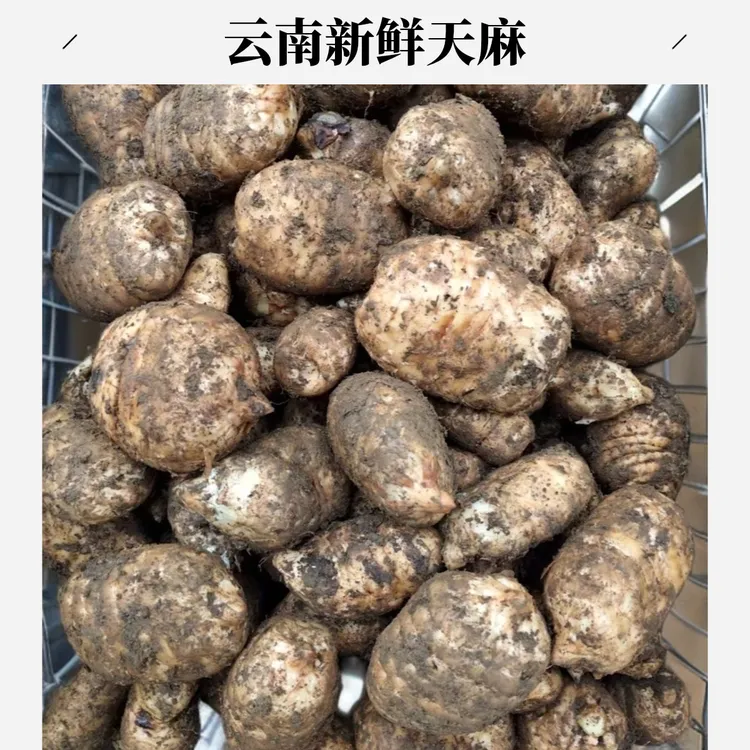 昭通小草坝天麻正宗新鲜乌天麻可用于炖肉煲汤