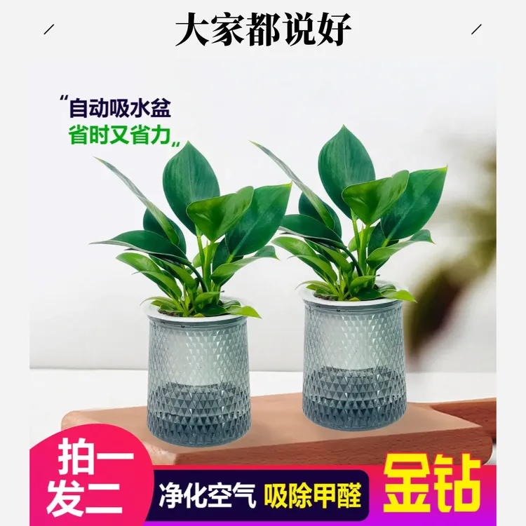 大叶金钻绿公主盆栽室内净化空气四季常青桌面绿植拍一发二