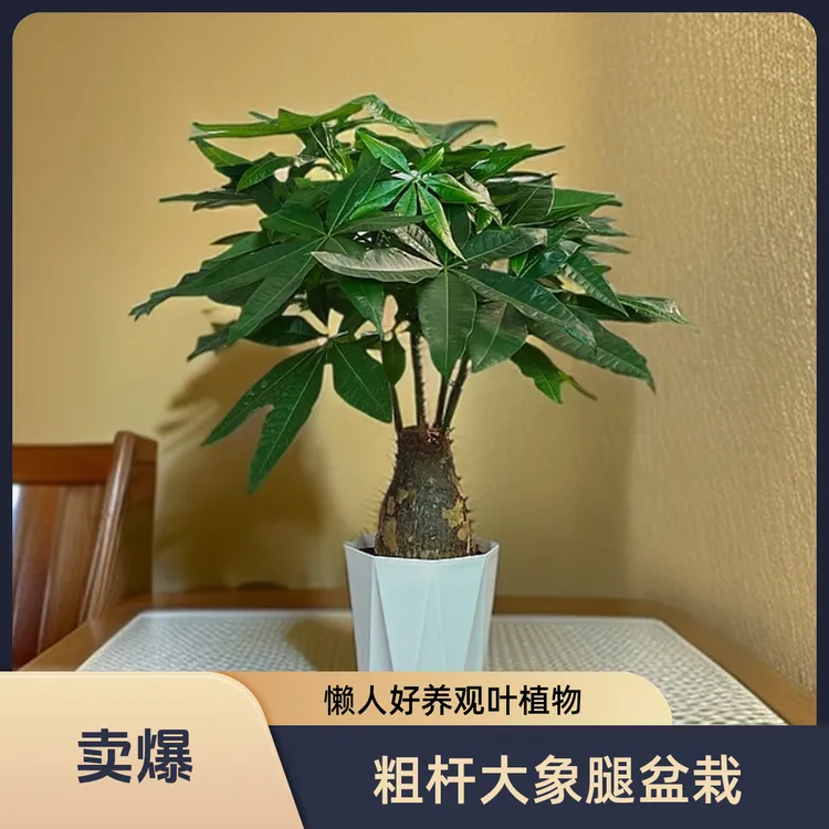 粗杆老桩大象腿发财树盆栽茶几桌面摆放绿植盆栽懒人好养观叶植物
