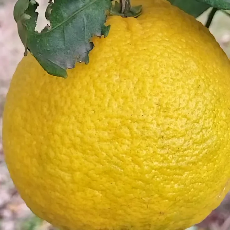 湖北松滋酸柑子泡柑现摘5斤包邮   怕酸勿买