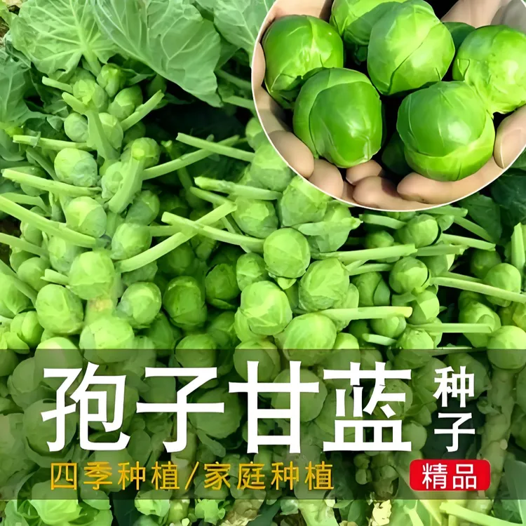【孢子甘蓝种子】家庭阳台庭院种植四季可种易栽易活