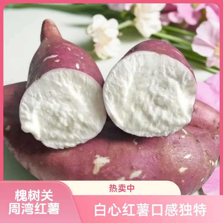 洋县槐树关镇周湾村红皮白心红薯板栗软糯香甜（适合煮米饭）正宗