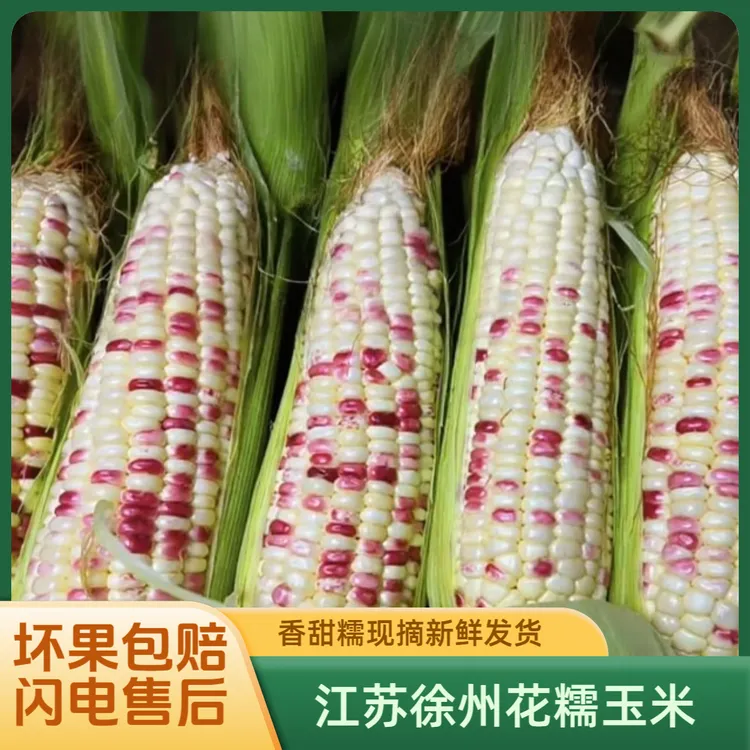 徐州 花糯玉米当季新鲜软糯现摘甜糯代餐精品苞米原产地甜粘玉米