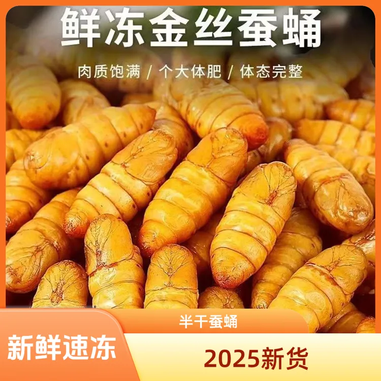 金丝蚕蛹小蚕蛹新货新鲜速冻黄金蚕蛹个大饱满生鲜蚕蛹