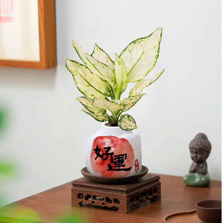 好运水培来财白如意盆栽四季常青植物客厅室内绿植招财花卉四季