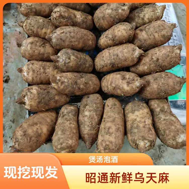 精选正宗【新鲜生乌天麻】 云南昭通彝良小草坝 产地直发煲汤泡酒湿
