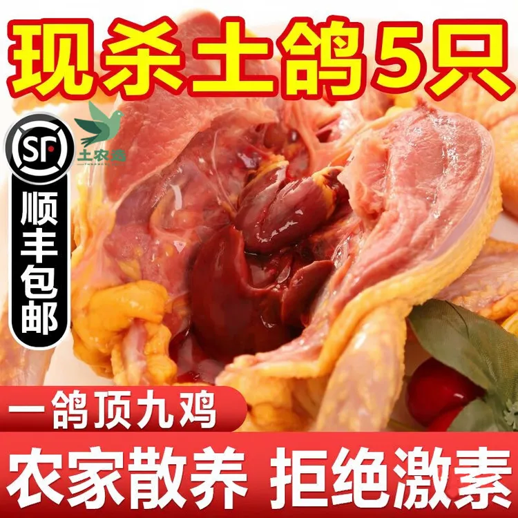 【顺丰包邮】农家散养老鸽子新鲜原粮土鸽乳鸽孕妇滋补散养鸽子珍享