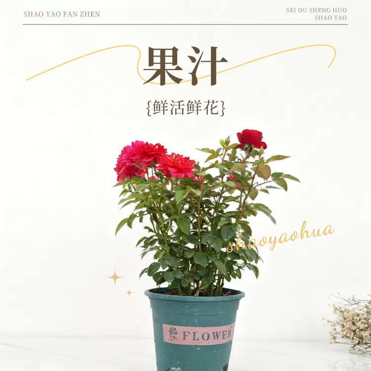 浓香型月季花苗果汁好养易活阳台庭院花园花架四季开花花卉盆栽 