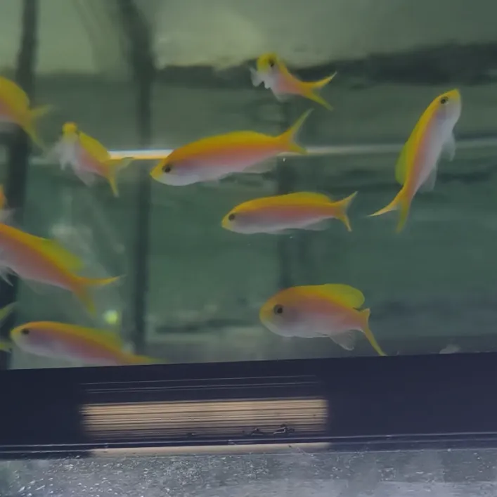 夏威夷宝石（公）  