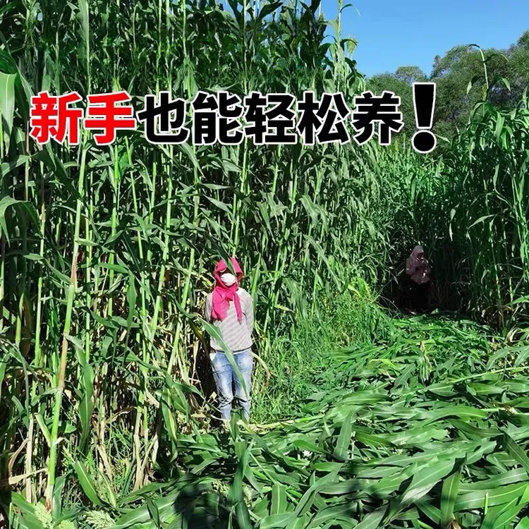 进口甜高粱牧草种子猪马牛羊爱吃的草籽四季种植高产商品图