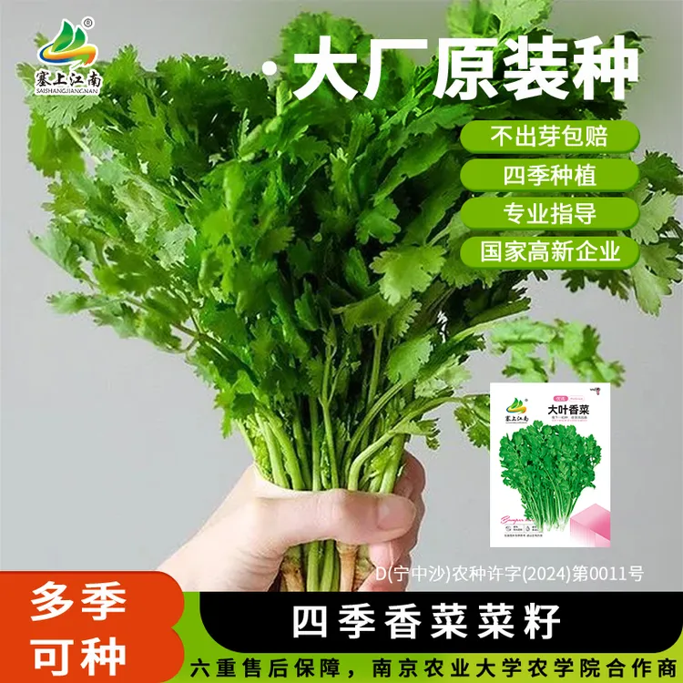 大叶香菜种子苗四季芫荽阳台种菜秋冬蔬菜盆栽种籽孑菜籽籽种大全