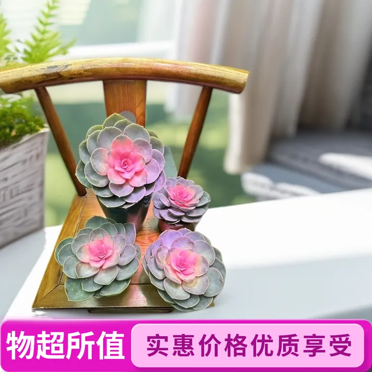 糖心牡丹仙子多肉植物室内盆栽绿植防辐射美观好养