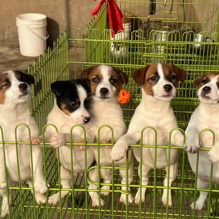 杰克萌宠犬舍宠物活体链接