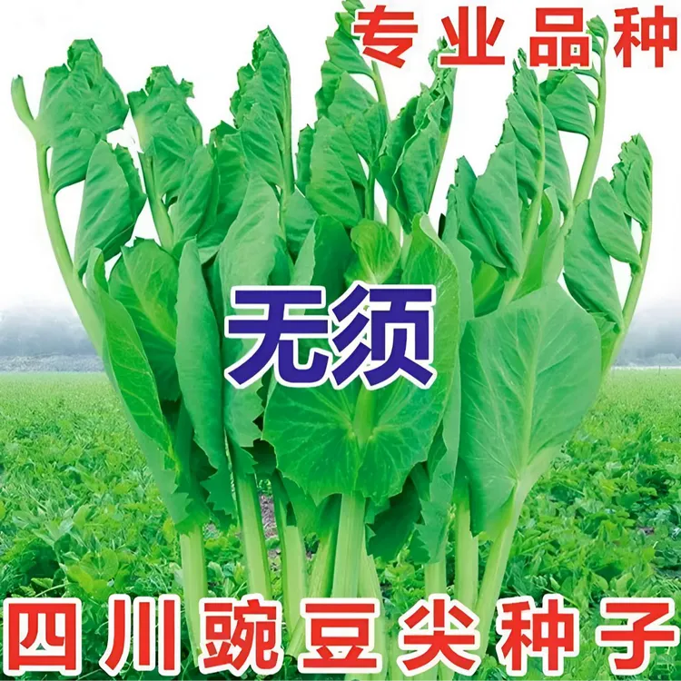 大胖无须豌豆尖种子豌豆苗种籽碗豆颠荷兰豆四川秋冬盆栽蔬菜种子