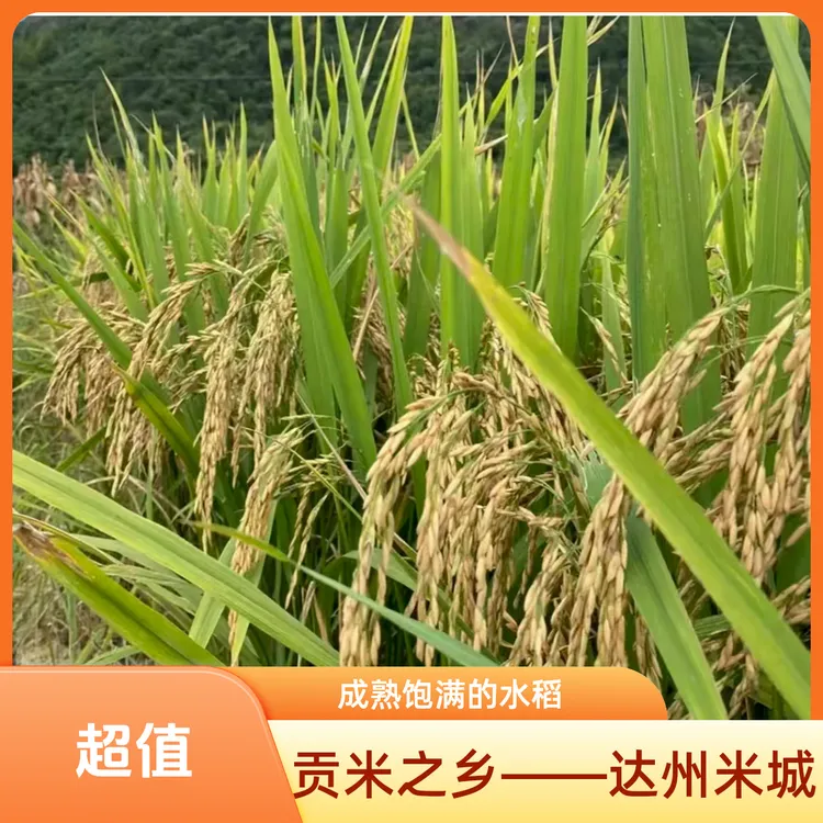 2025年达州米城新米 高山长粒香 营养丰富清香软糯适合煮饭蛋炒饭