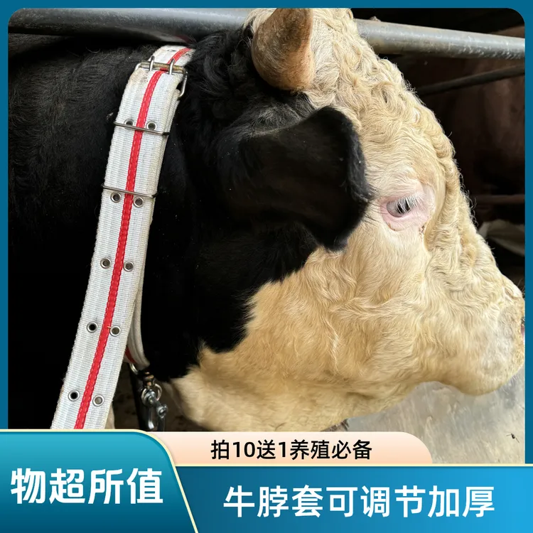【活动最后三天】升级加厚牛脖套可调节大小拴牛脖套 拍10根赠1根
