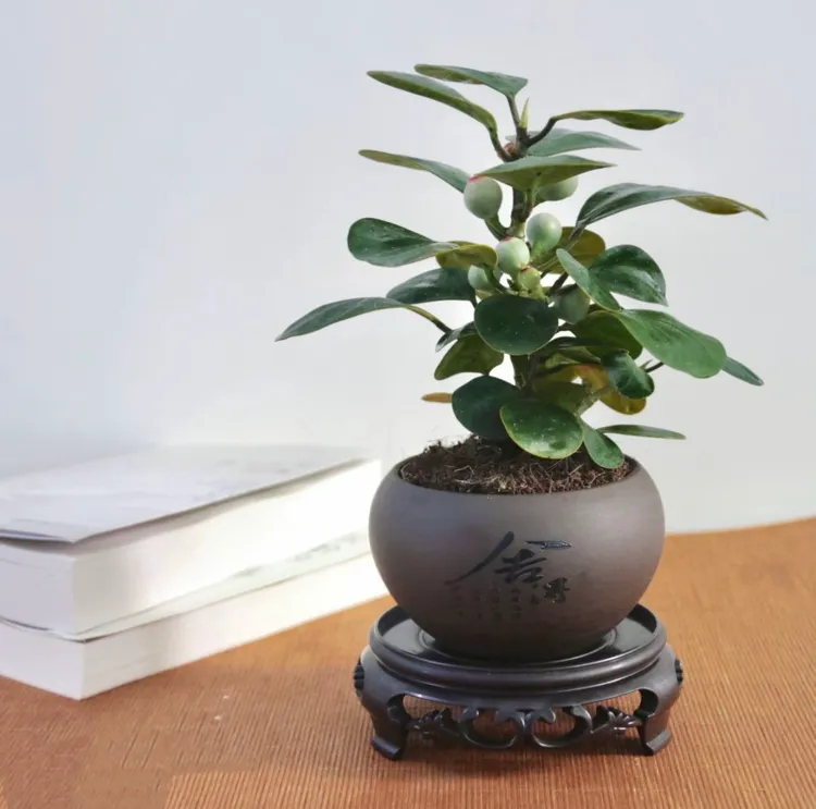 小盼菩提树盆栽一叶一菩提禅意绿植盆景观果室内书房绿植盆栽