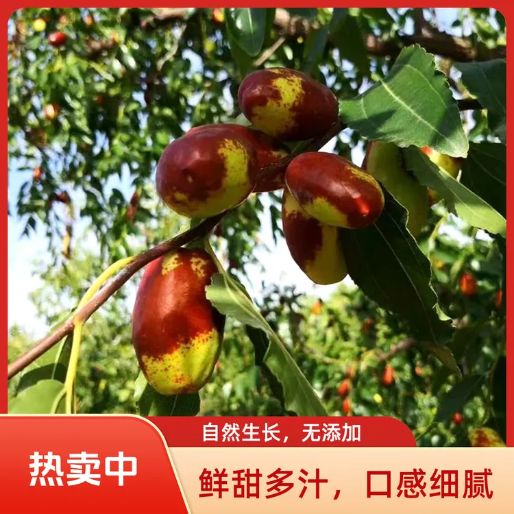 宁夏特产灵武长枣产地直发包邮当季新鲜水果脆甜大枣沙漠新鲜枣
