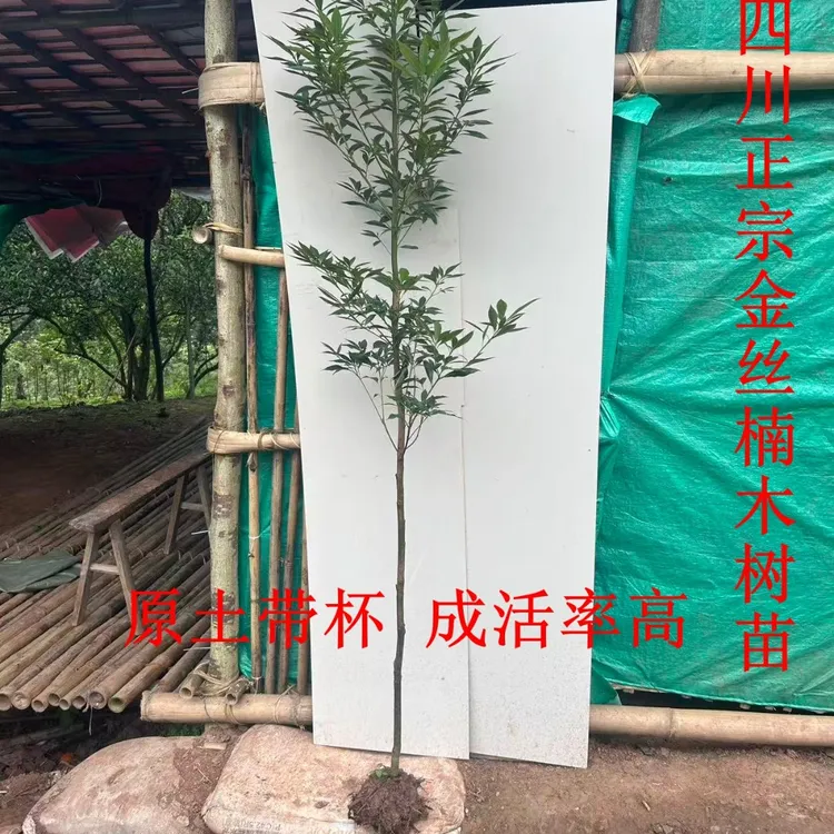 金丝楠木树苗小叶桢楠