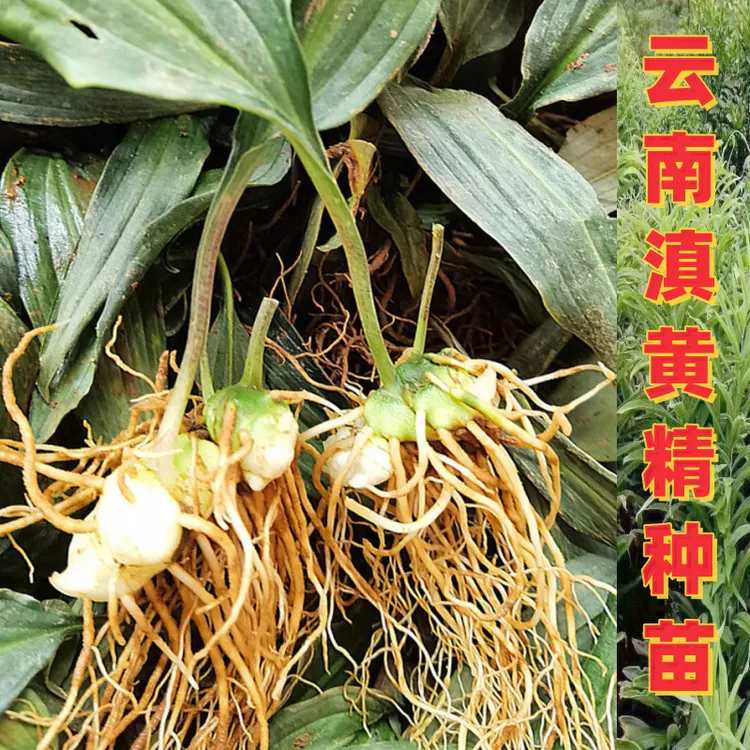 云南滇黄精种苗种球产地现挖现发四季不倒高产量正品保证