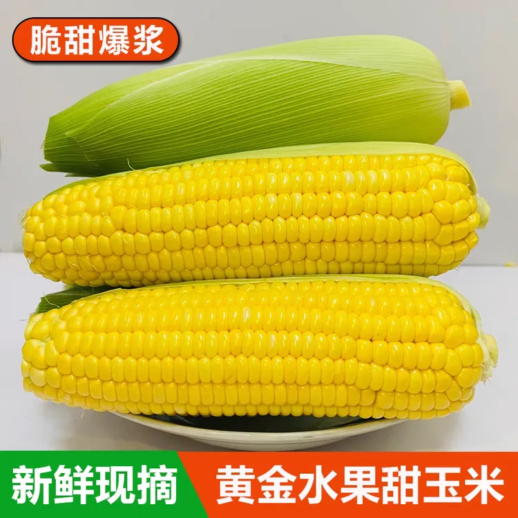 新鲜水果甜玉米现摘带皮甜玉米低脂农家水果玉米生吃玉米棒子钓鱼