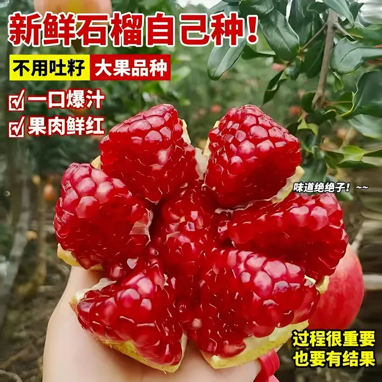 【正宗】红宝石软籽石榴蒙阳红石榴纯甜皮薄多汁盆栽地栽南北方均可