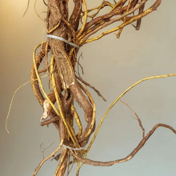 五指毛桃特产新鲜