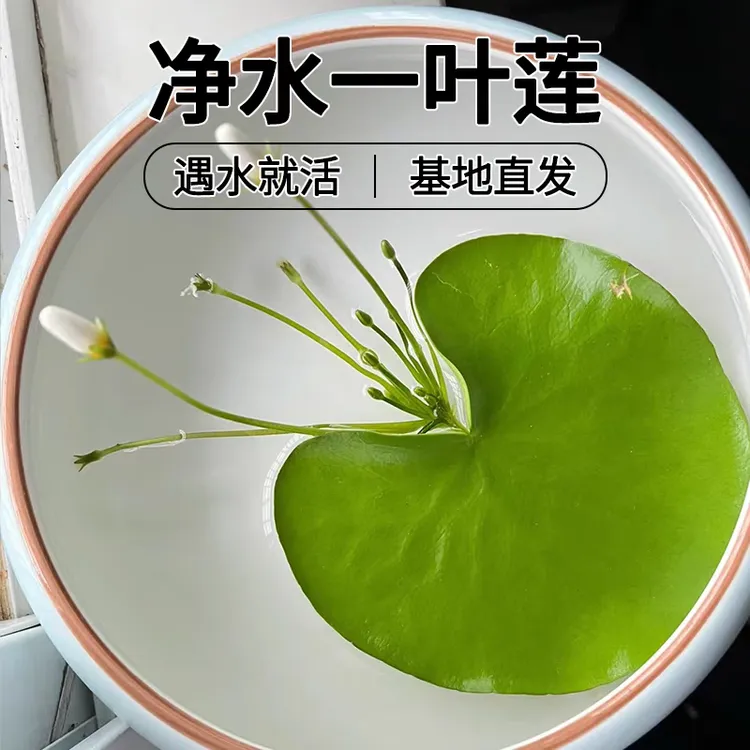 一叶莲水培水生浮萍水养植物鱼缸造景懒人草植物庭院荷花水草四季