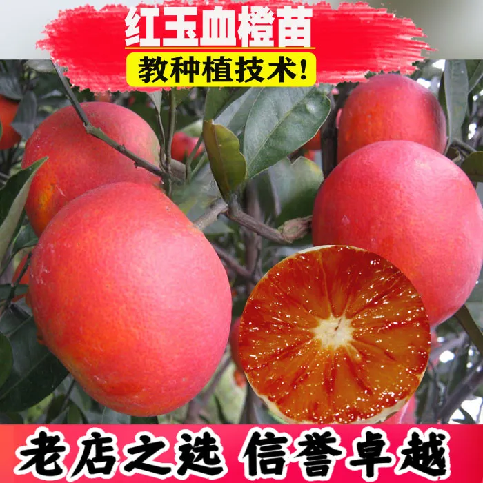 【2年苗2颗】新品种红玉血橙苗大果脐橙嫁接橙子苗全红心血橙苗晚熟