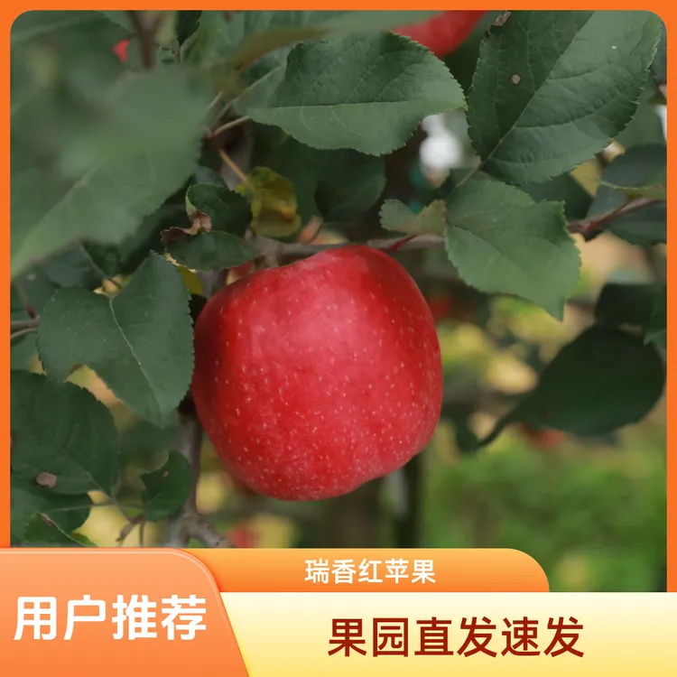 【7.5斤瑞香红苹果大果】陕西瑞香红苹果新鲜脆甜多汁果园直发70-80