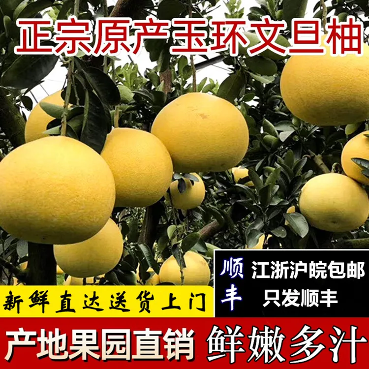 吃神当季超值爆款正宗玉环文旦柚子孕妇新鲜水果非平和琯溪蜜柚