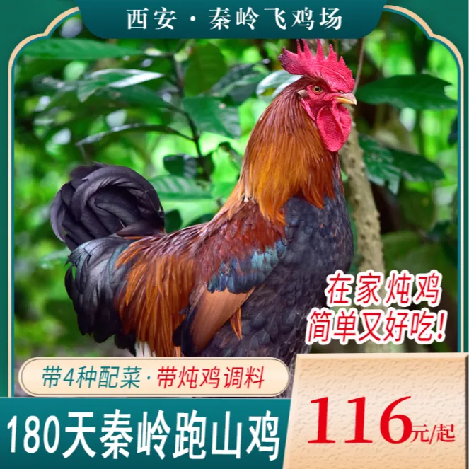 【现抓现杀  西安上午下单下午到】长安实体店铺秦岭健将跑山鸡顺丰