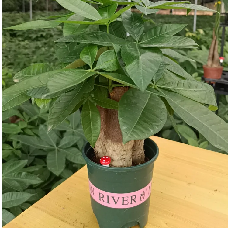 发财树三杆（特大）盆栽室内客厅绿植小盆景四季常青易活水培好养