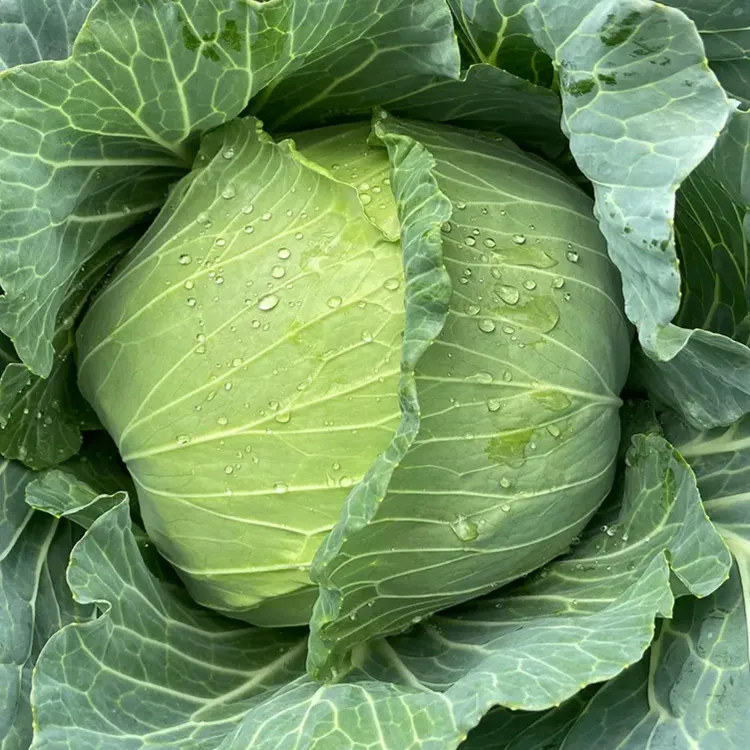 高产紫甘蓝苗子秧苗绿甘蓝包心菜青花苗子耐寒四季蔬菜苗盆栽地栽