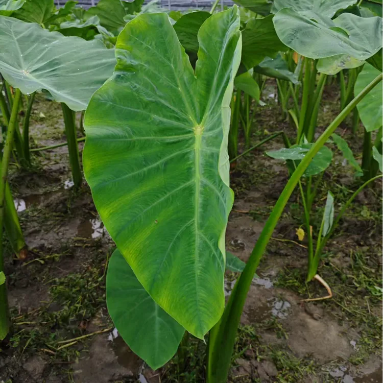 鲜割水果芋荷梗现割现发芋荷杆非白芋荷广菜