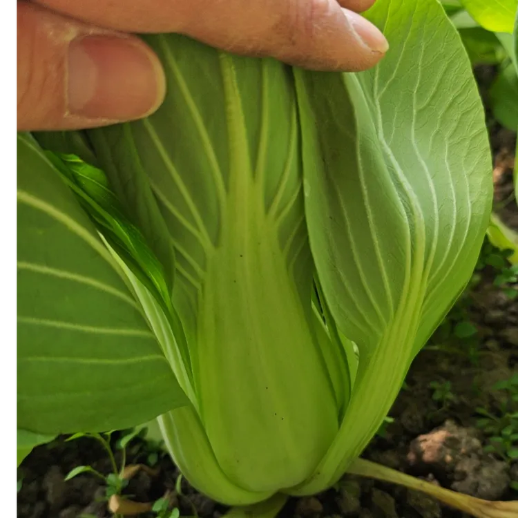 倔老张生态油菜生菜苦苣油麦菜不用农药化肥黑土地种植辽宁法库