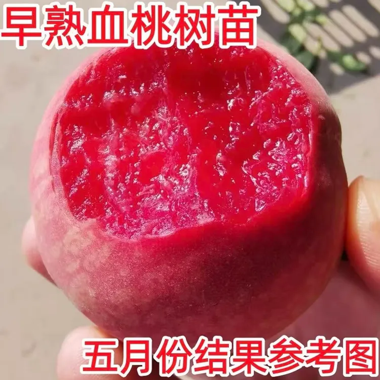 血桃树果苗大果冬桃黄桃果树果苗嫁接南北方种植当年结果水蜜桃苗