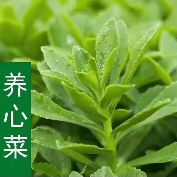 【养心菜种子】高钙救心菜种子可食用野菜四季播阳台盆栽特色商品图