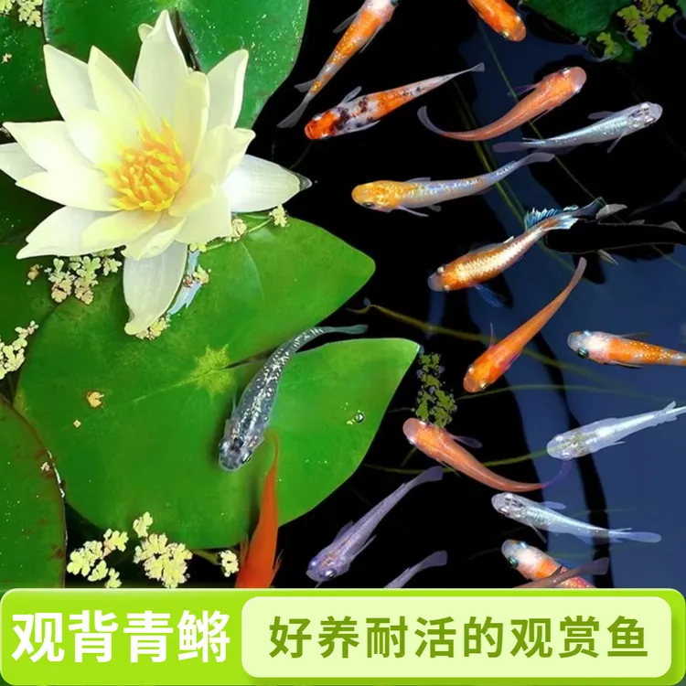 观背青鳉观赏鱼好养耐活适合新手小型冷水鱼除油膜古法养鱼鱼苗