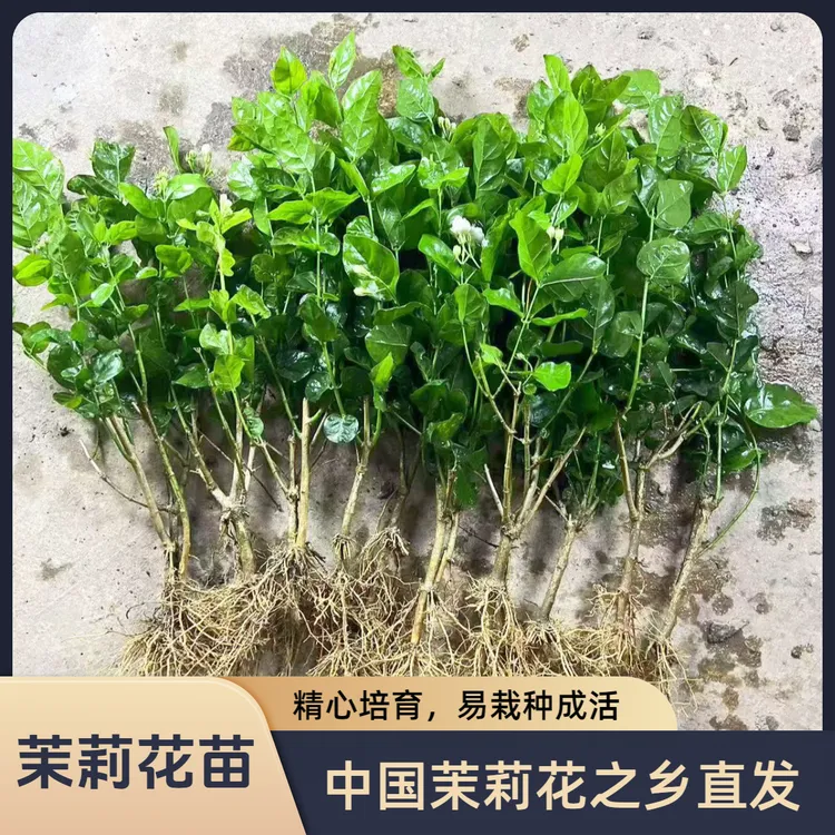 横县重瓣香水茉莉花苗盆栽室内外种植四季开花浓香驱蚊绿植带花苞
