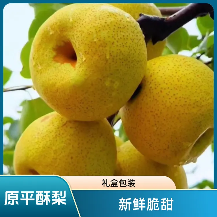 山西原平同川酥梨梨子脆甜精品礼盒