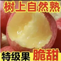 JJ新鲜采摘云南昭通苹果正宗糖心苹果红富士老树苹果苹果产地直发