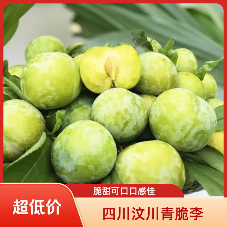 包邮正宗汶川四川脱骨李子茂县李子脆甜可口汶川青脆李子