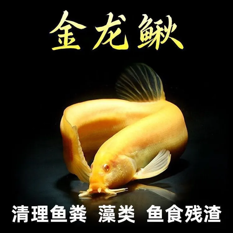 观赏鳅宠物鳅冷水淡水深水可养黄金鳅清理鱼粪藻类水族用品商品图