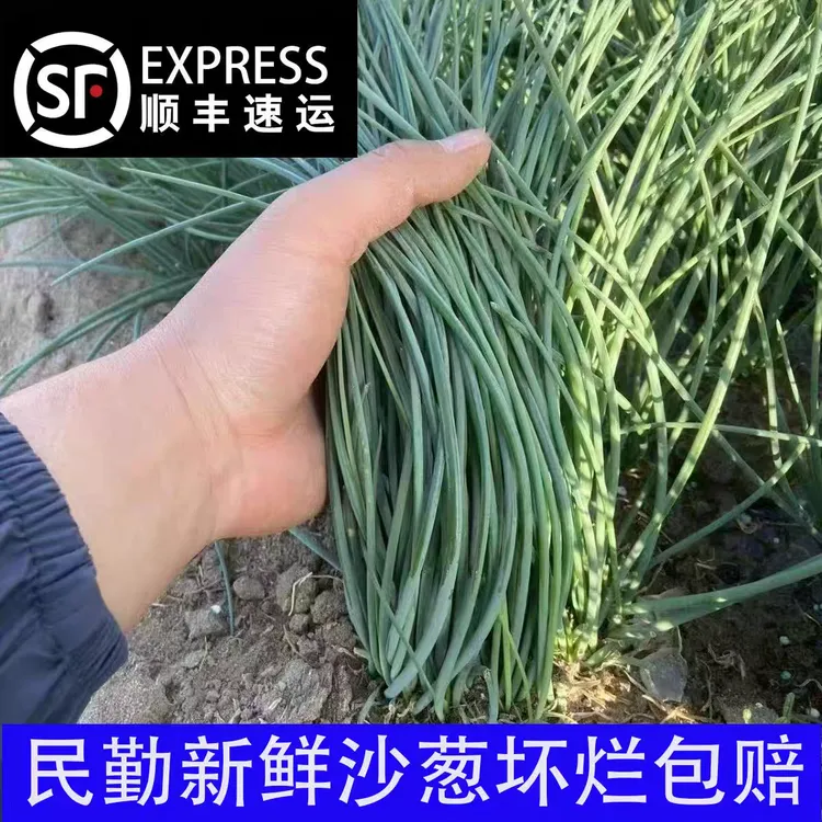 【顺丰快递】甘肃民勤沙漠新鲜沙葱现摘现发当季沙葱新鲜顺丰包邮